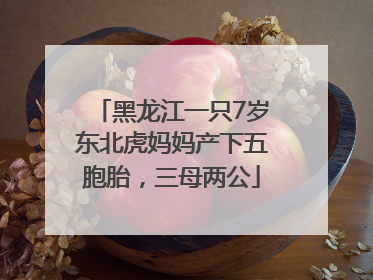 黑龙江一只7岁东北虎妈妈产下五胞胎，三母两公